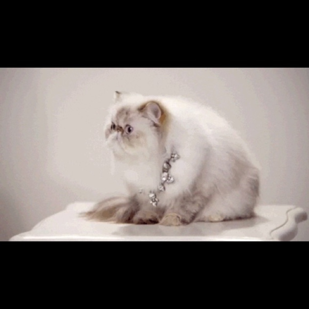 Meet your Posher, Feli